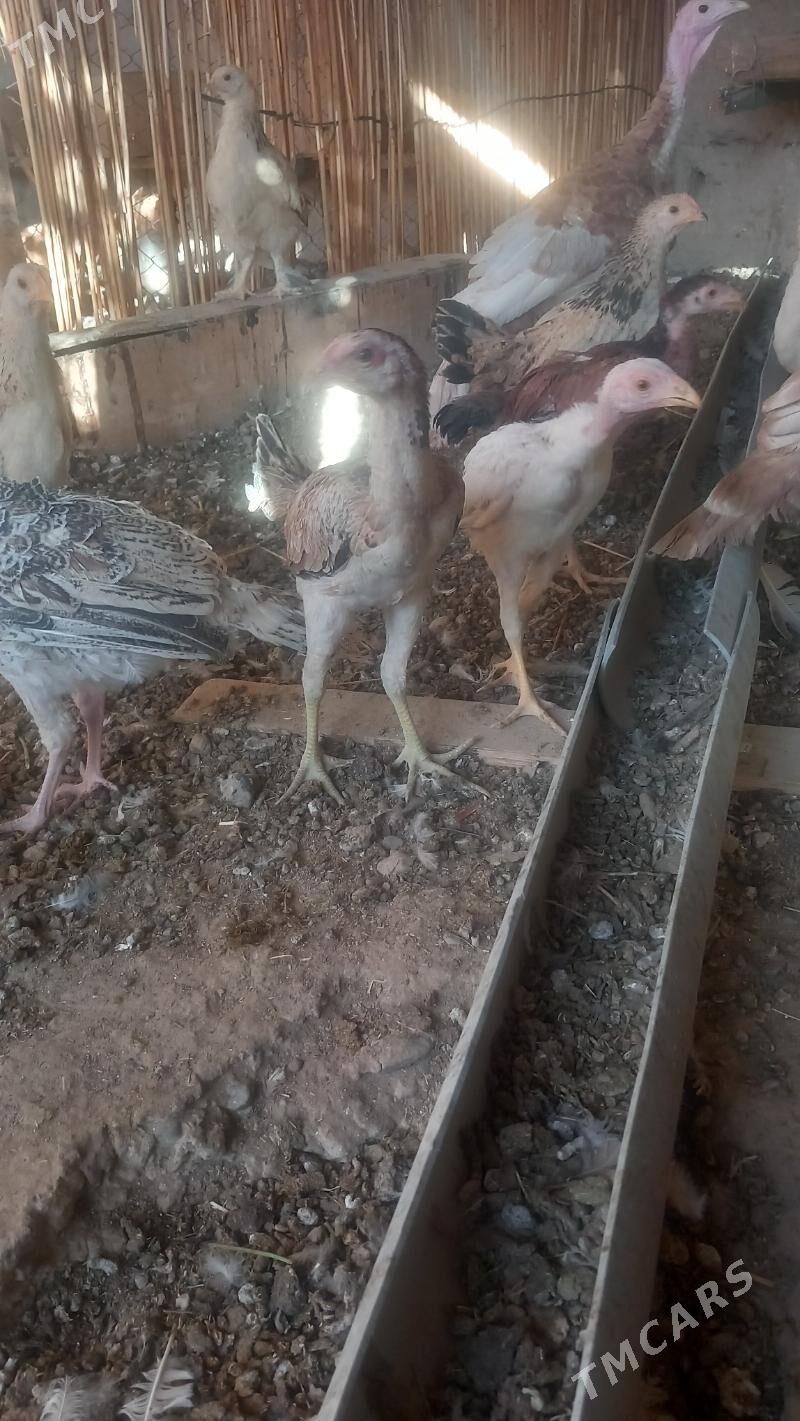 BAYES JUJELER - Kaka - img 2