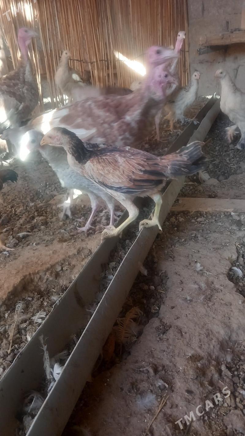 BAYES JUJELER - Kaka - img 3