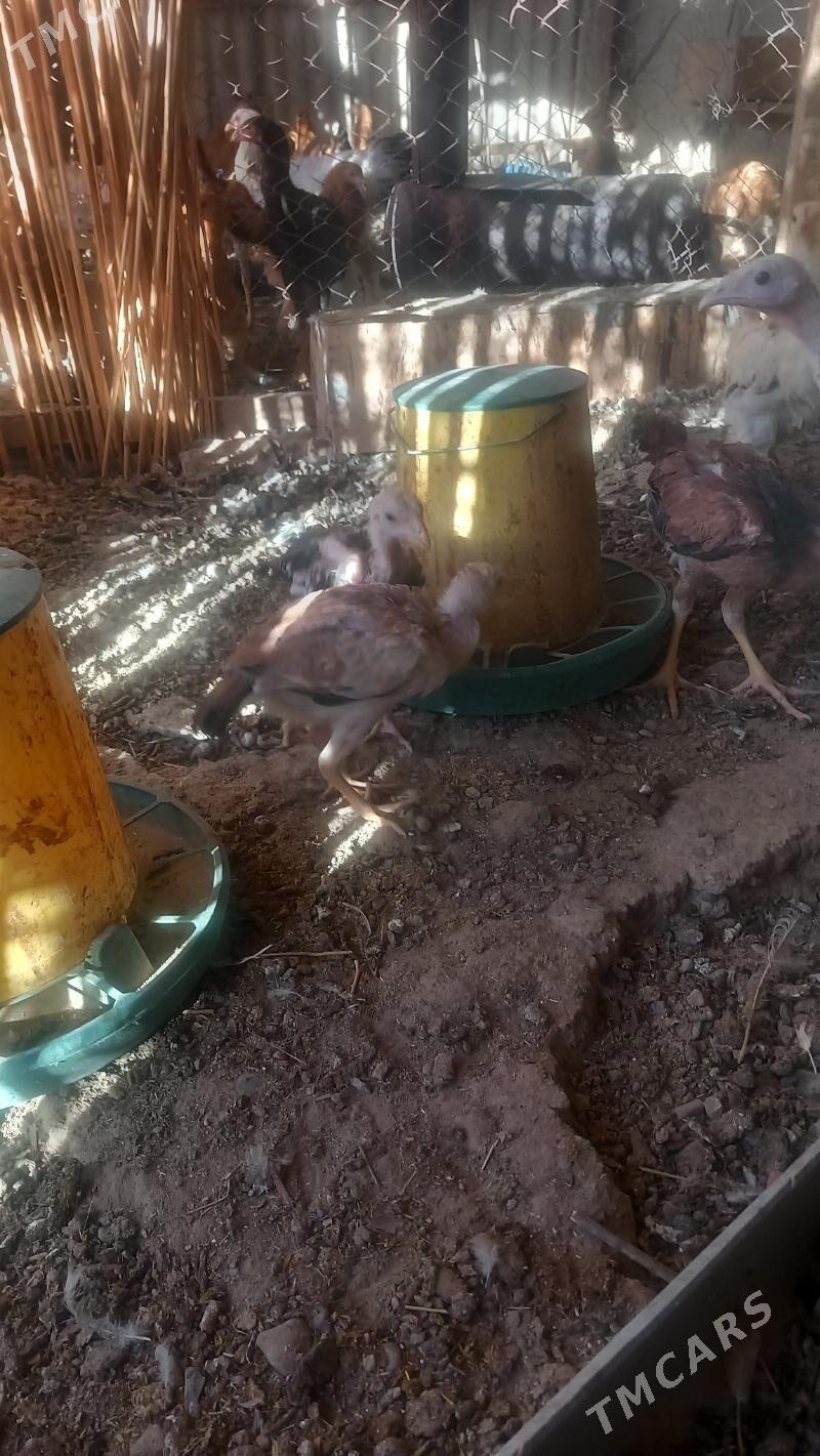 BAYES JUJELER - Kaka - img 4