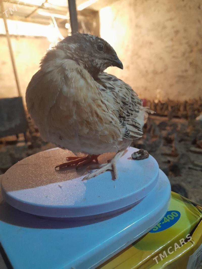 Bedene - Гёкдепе - img 1