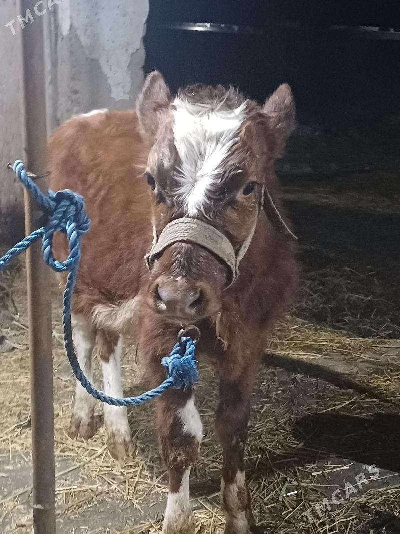 okuz gyzyl ala - Шабатский этрап - img 2