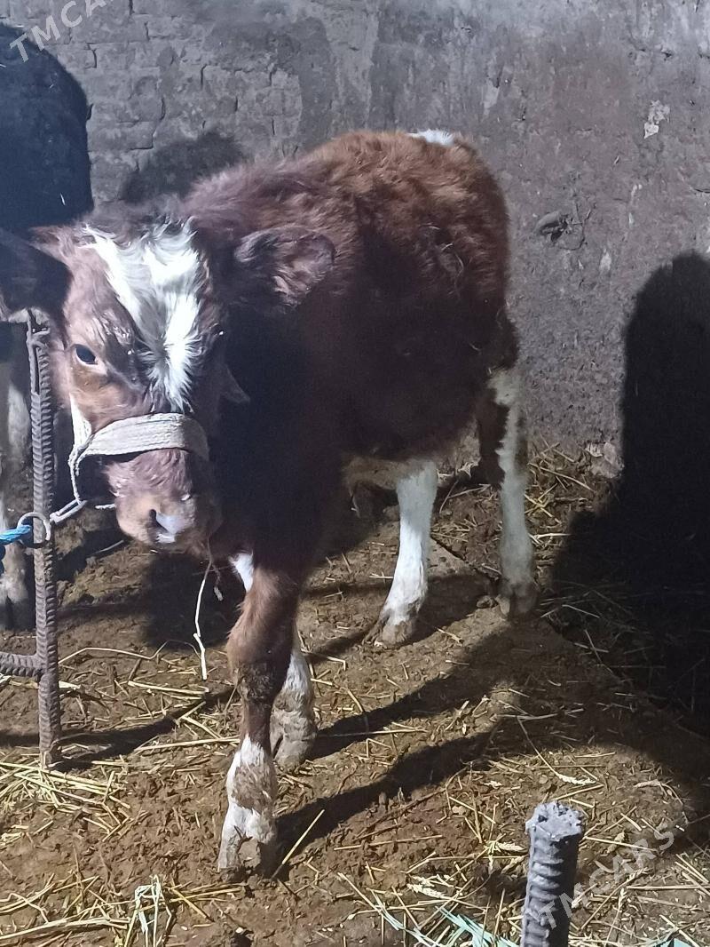 okuz gyzyl ala - Шабатский этрап - img 1