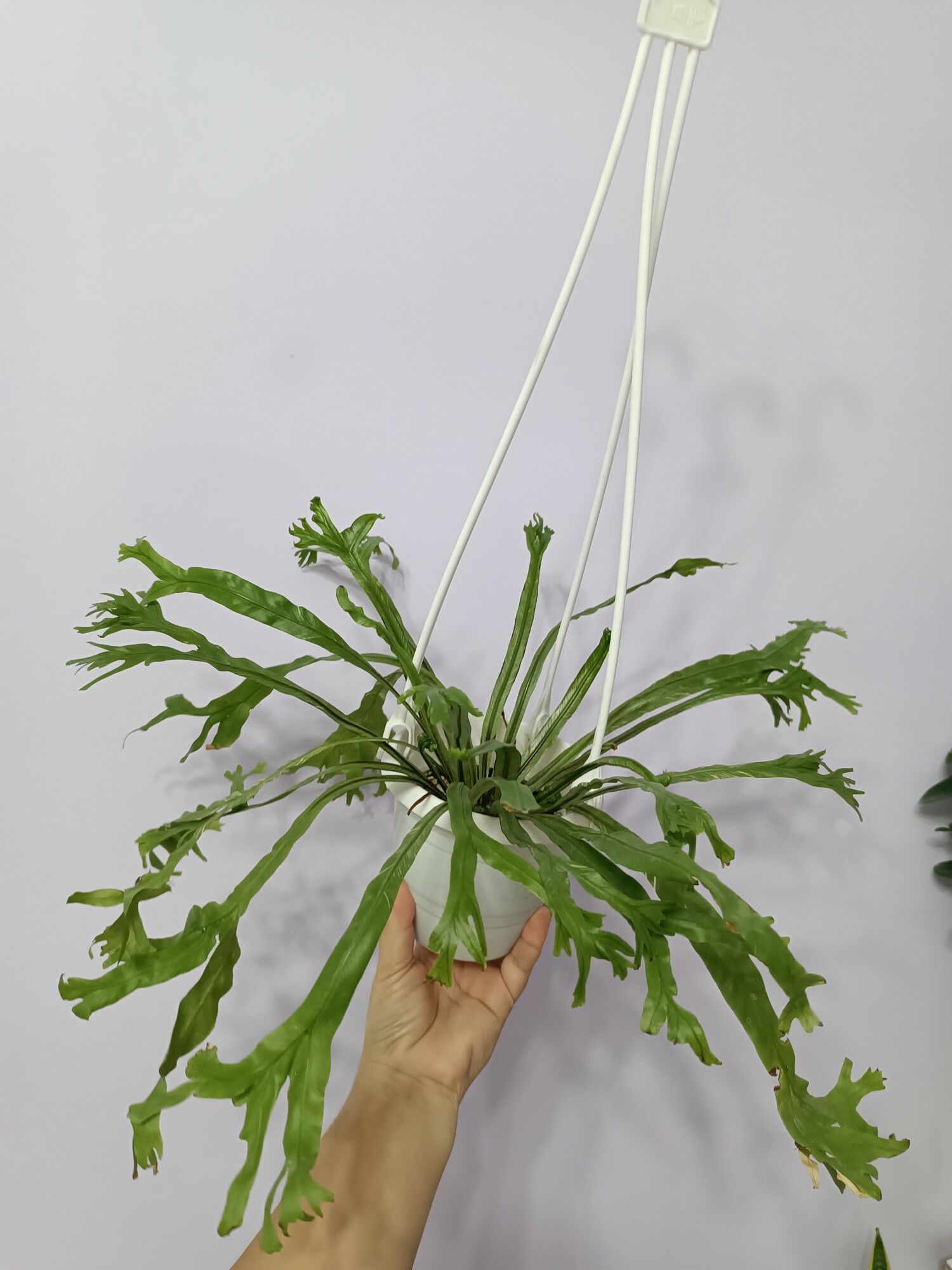 АСПЛЕНИУМ - ПАПОРОТНИК - Ашхабад - img 2