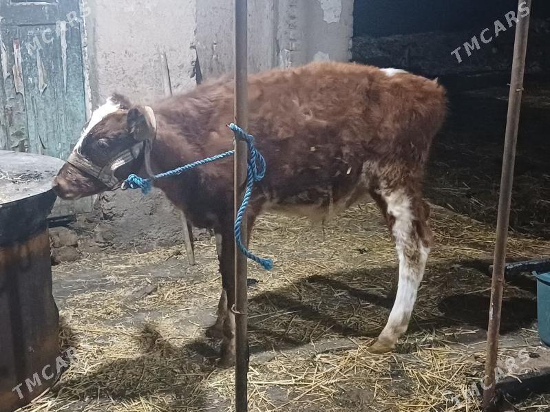 okuz gyzyl ala - Шабатский этрап - img 4