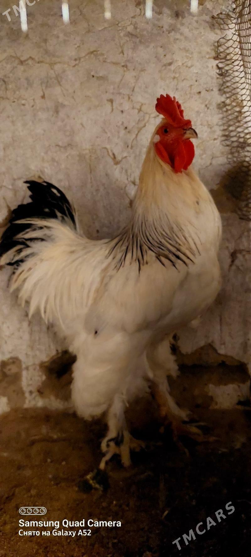 brama horaz - Ашхабад - img 1