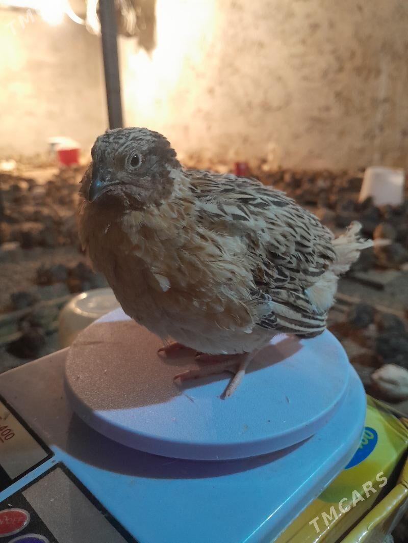 Bedene - Гёкдепе - img 2