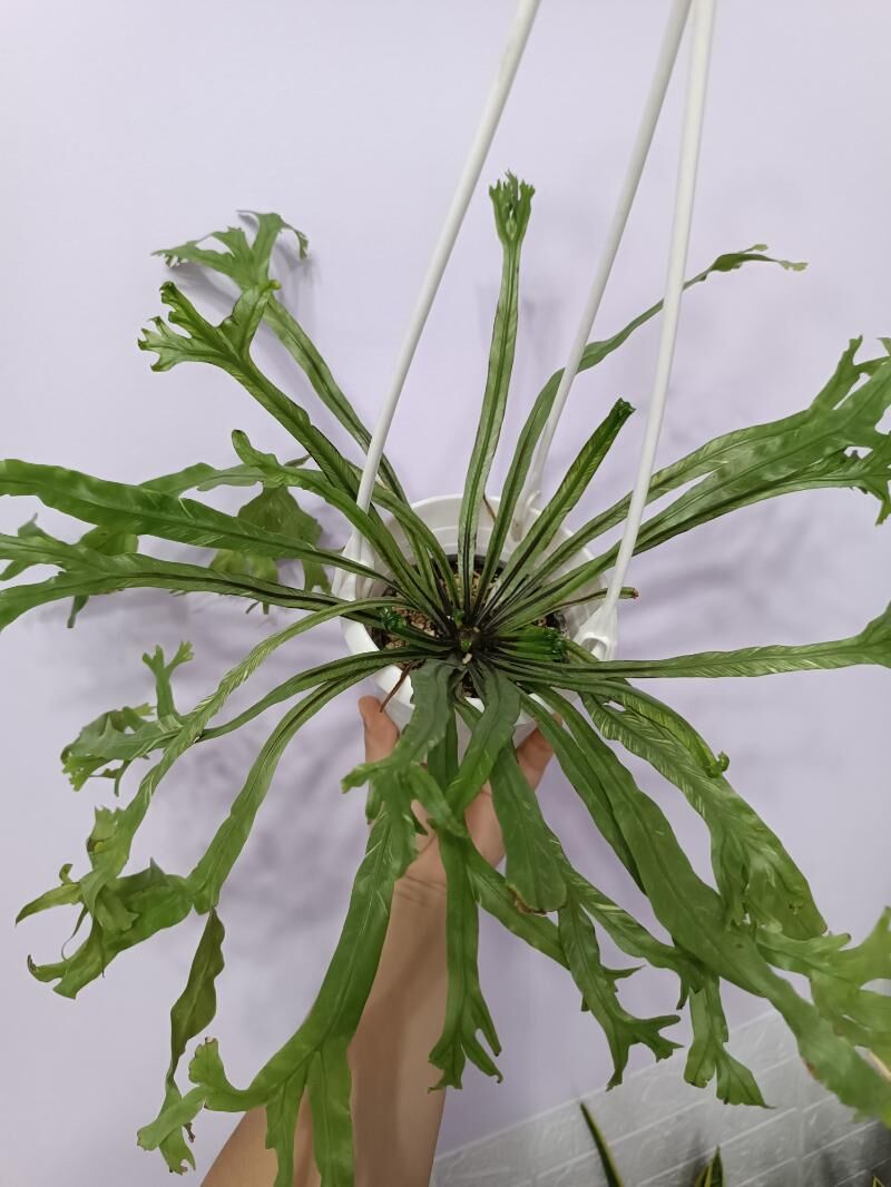 АСПЛЕНИУМ - ПАПОРОТНИК - Ашхабад - img 3