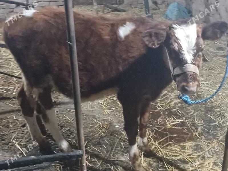 okuz gyzyl ala - Шабатский этрап - img 5