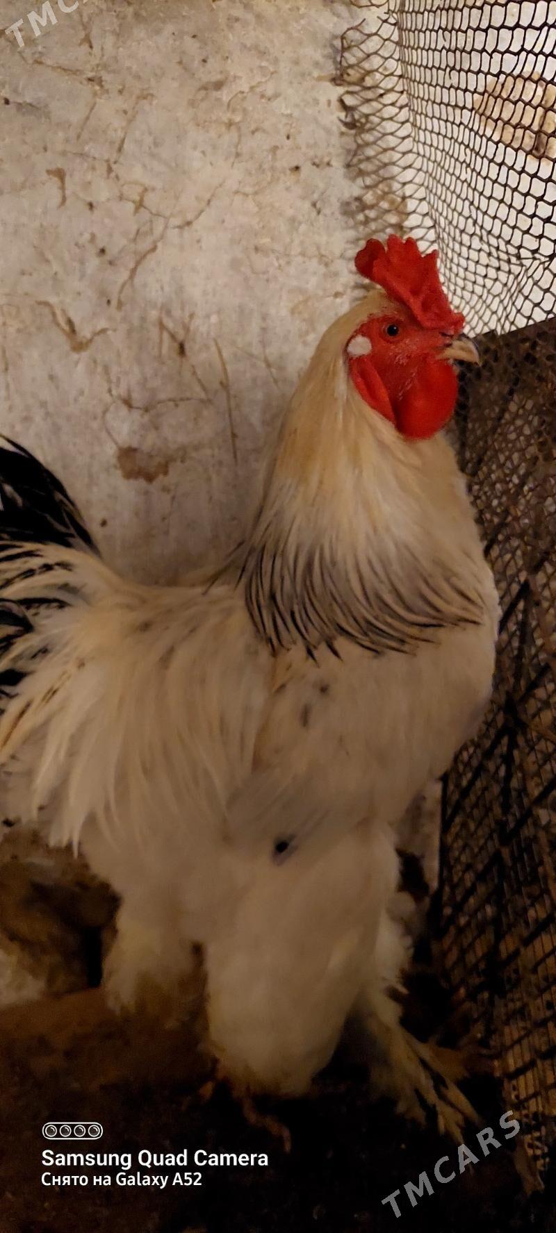 brama horaz - Ашхабад - img 2