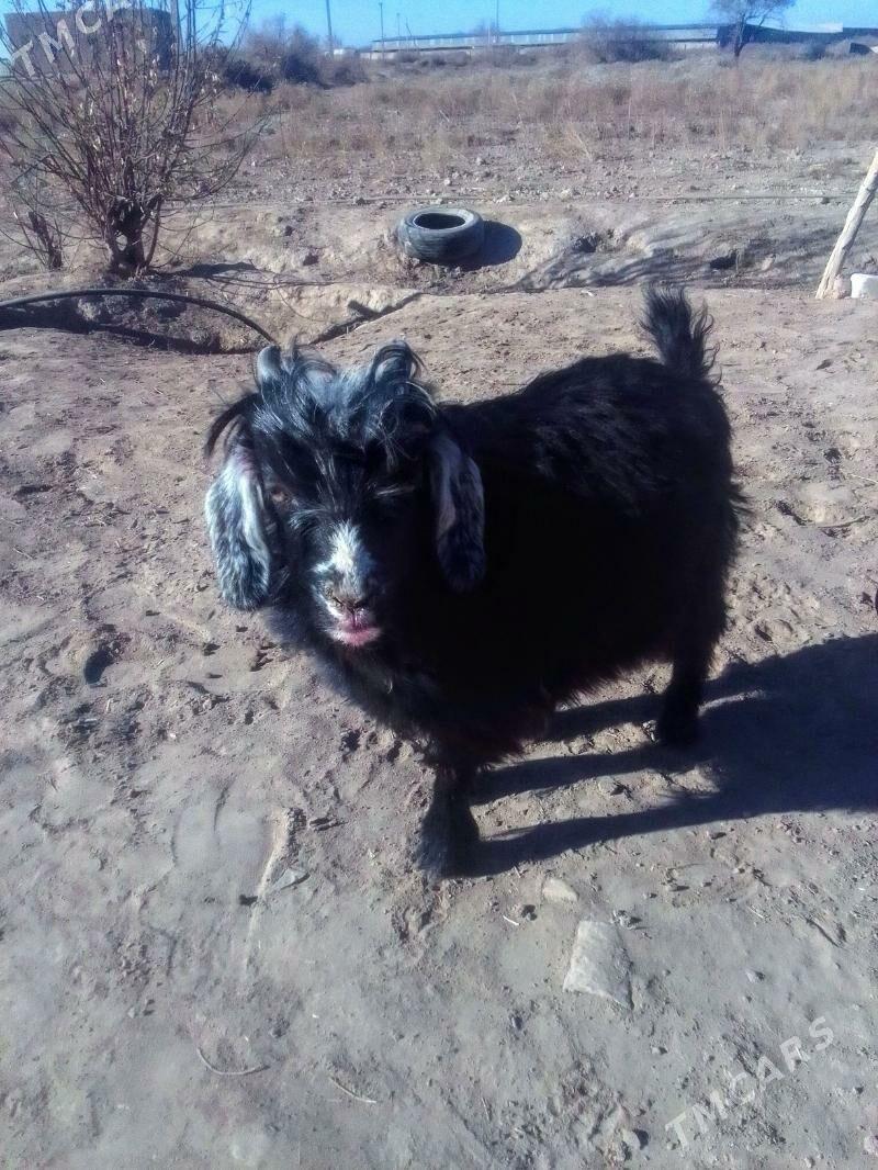 Teke - Акдепе - img 1