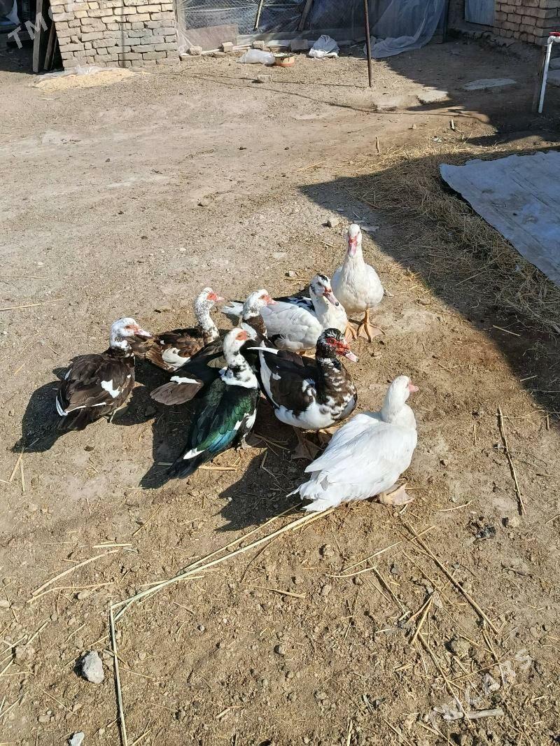 indautga - Мургап - img 8