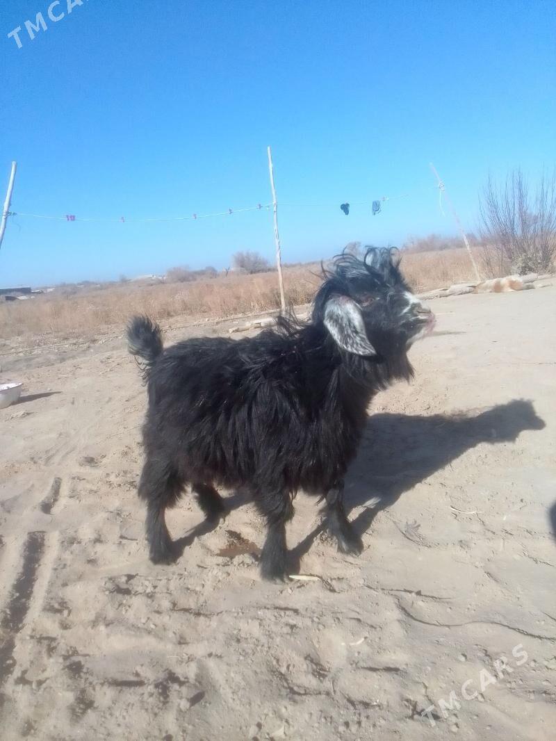 Teke - Акдепе - img 6