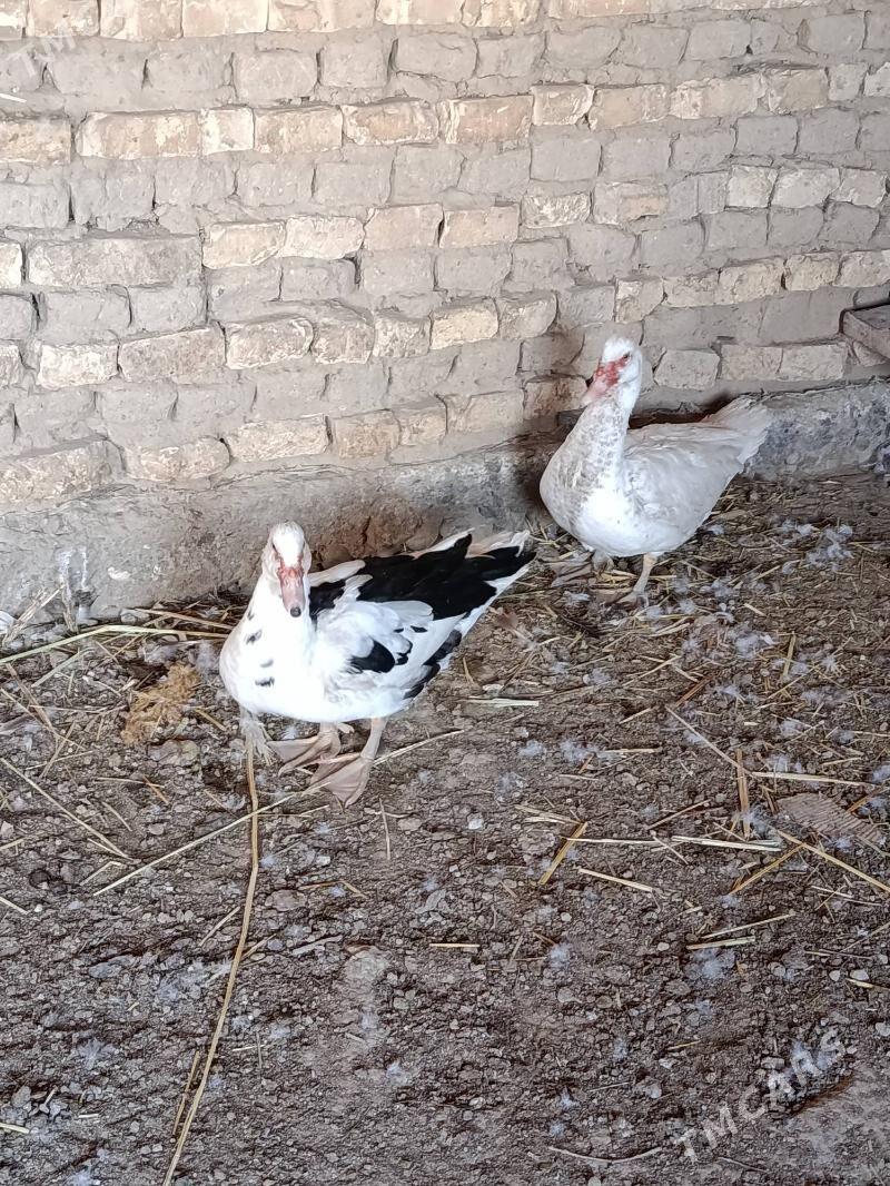 indautga - Мургап - img 3