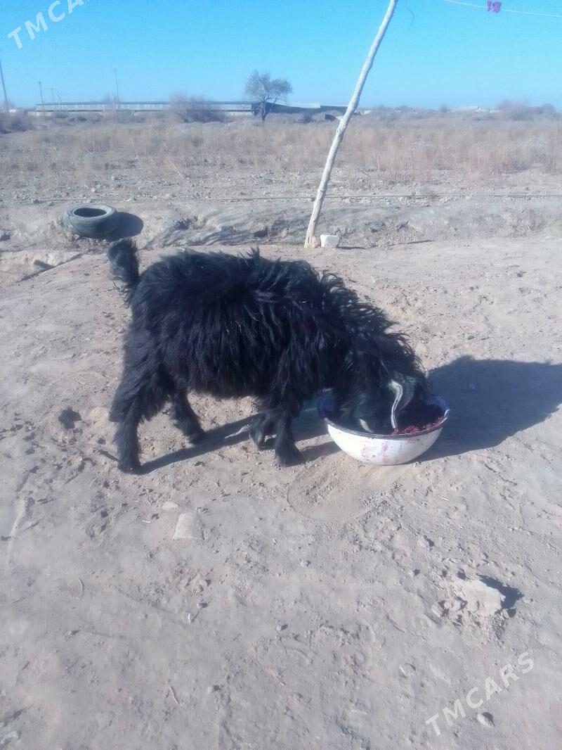 Teke - Акдепе - img 5