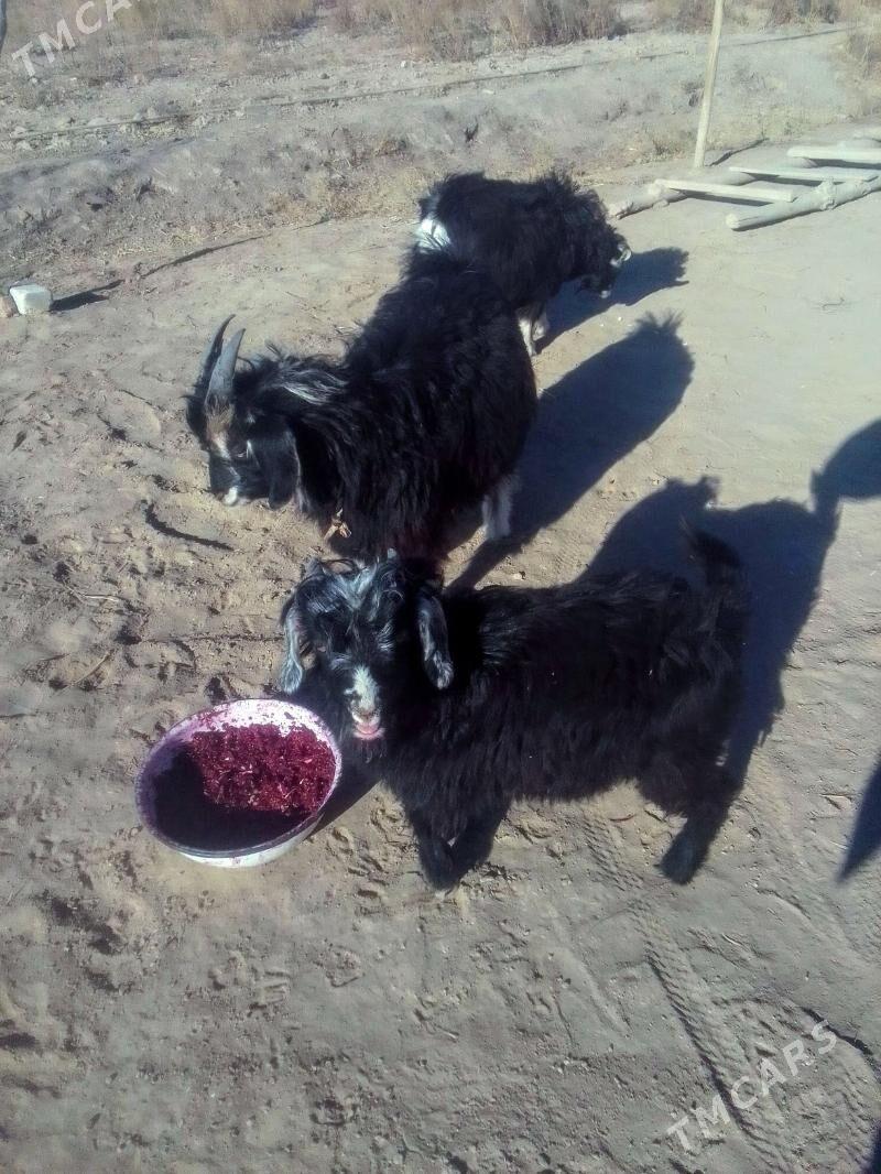 Teke - Акдепе - img 2