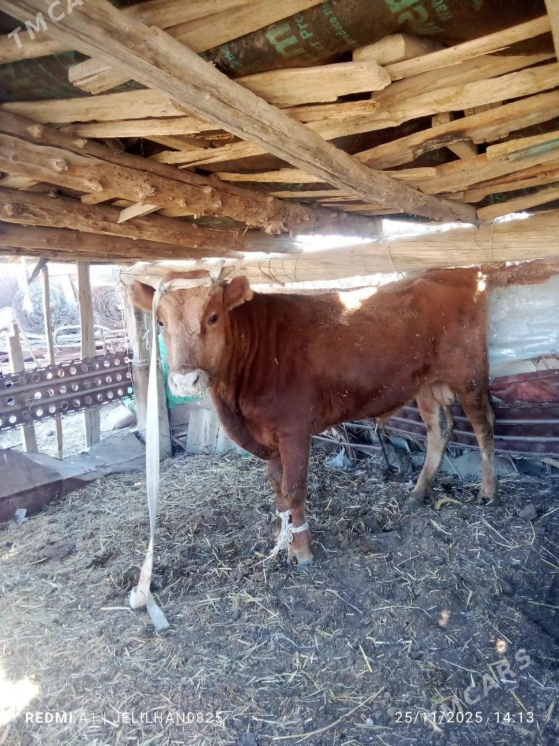 okuz - Bereket - img 1