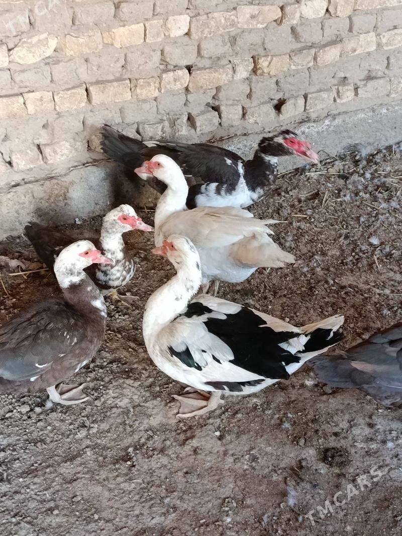 indautga - Мургап - img 1