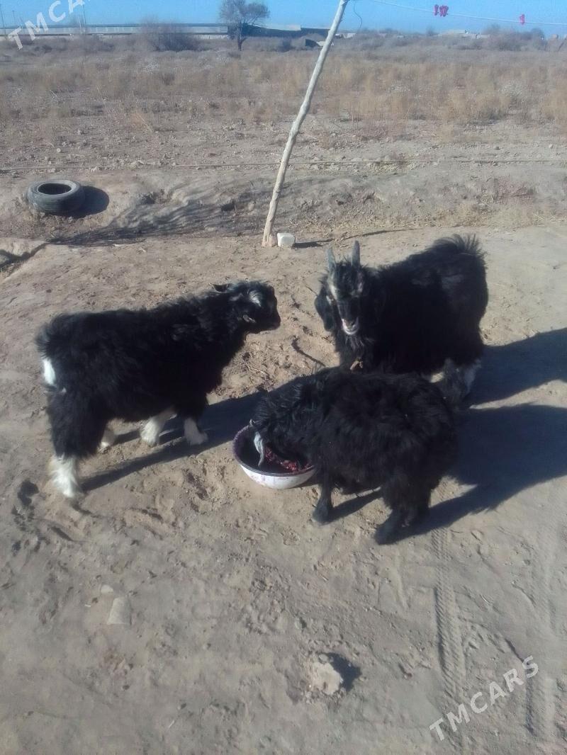 Teke - Акдепе - img 4