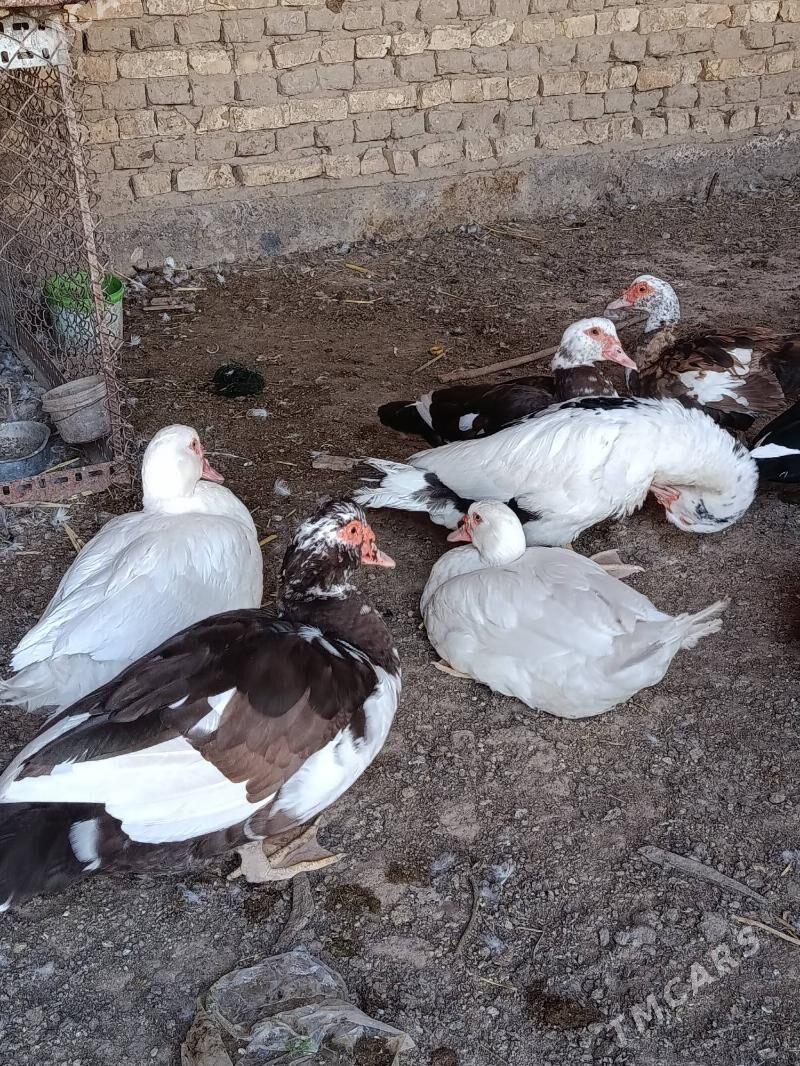 indautga - Мургап - img 6