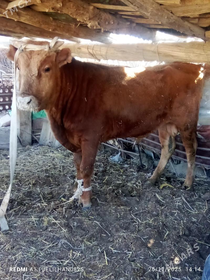 okuz - Bereket - img 3