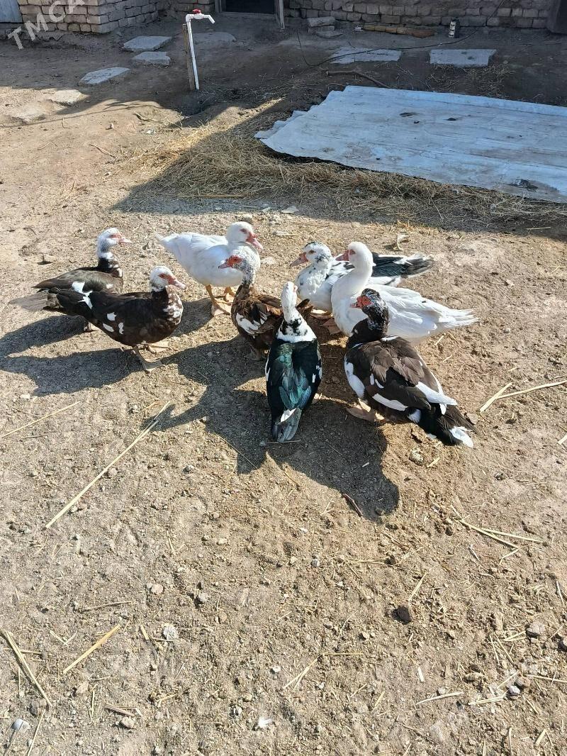 indautga - Мургап - img 7