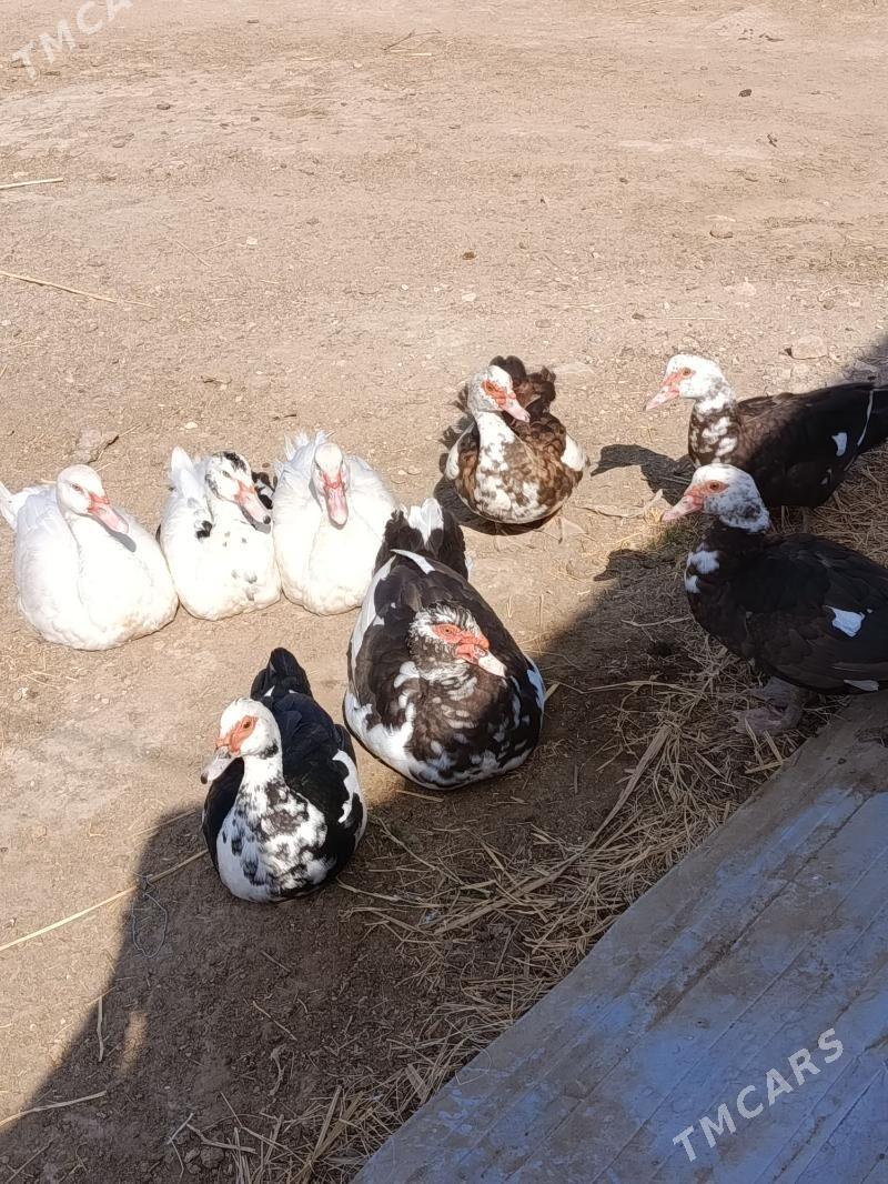 indautga - Мургап - img 9