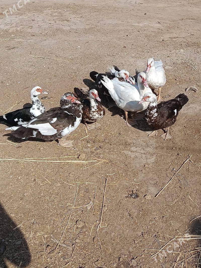 indautga - Мургап - img 5