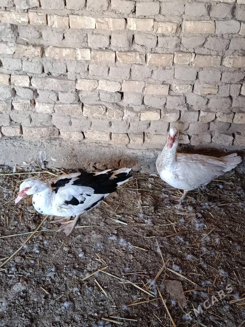 indautga - Мургап - img 4