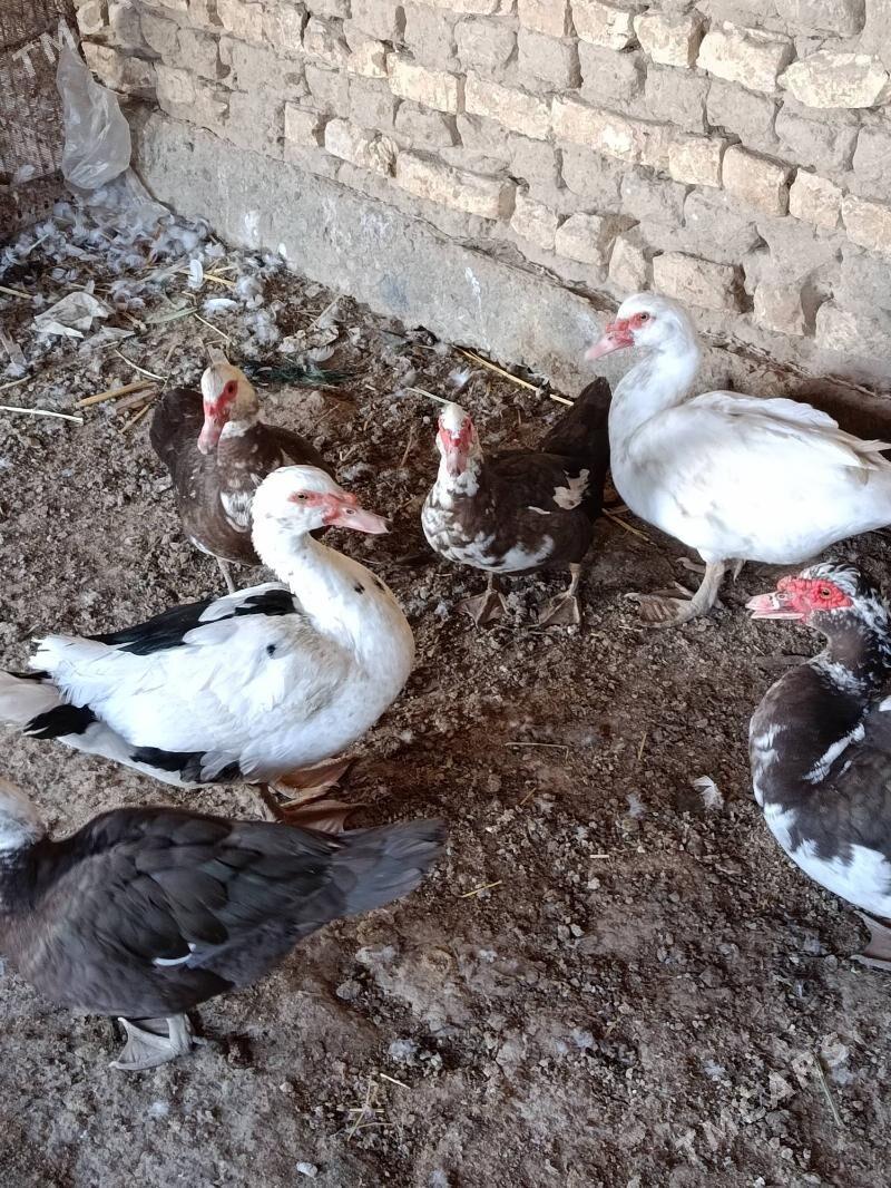 indautga - Мургап - img 2