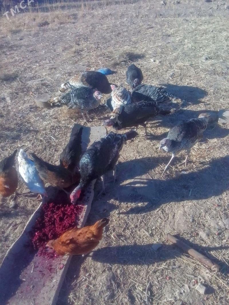 Induk - Акдепе - img 1