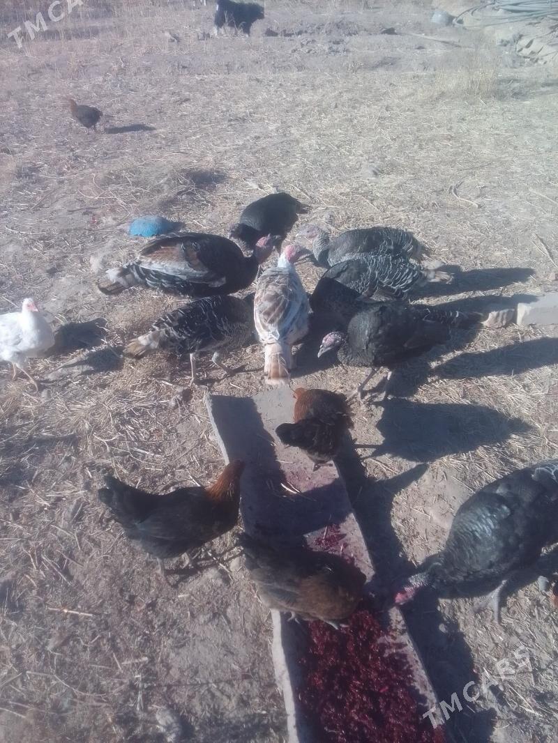 Induk - Акдепе - img 2