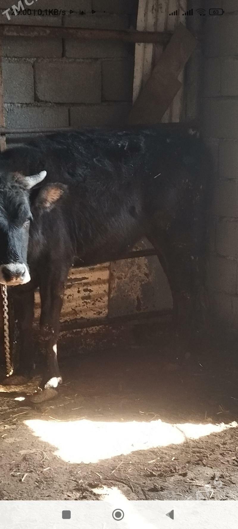 tuve - Ашхабад - img 1