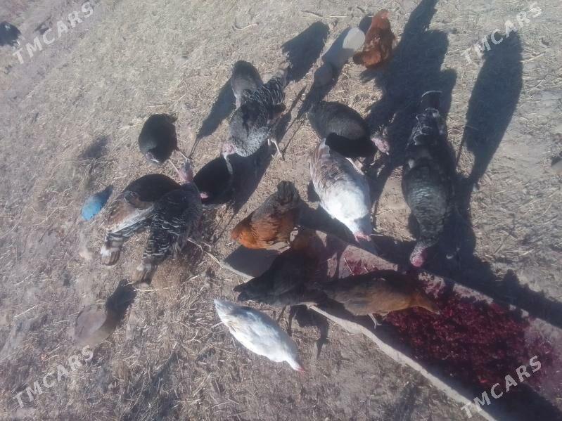 Induk - Акдепе - img 3