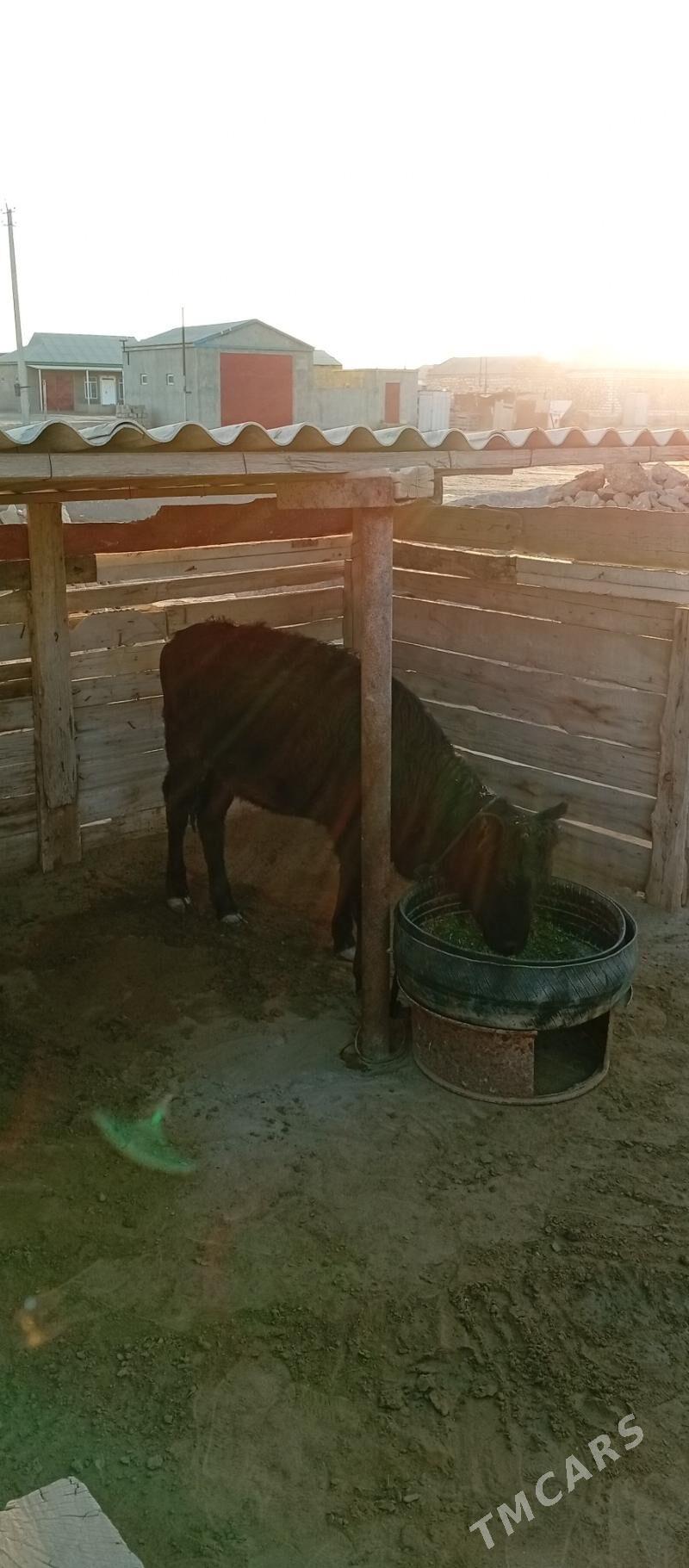 öküzçe - Эсенгулы - img 6