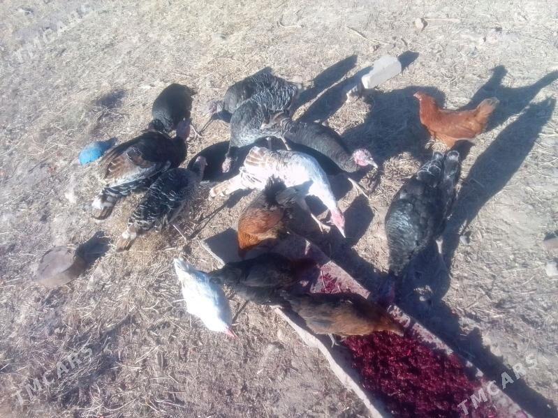 Induk - Акдепе - img 5