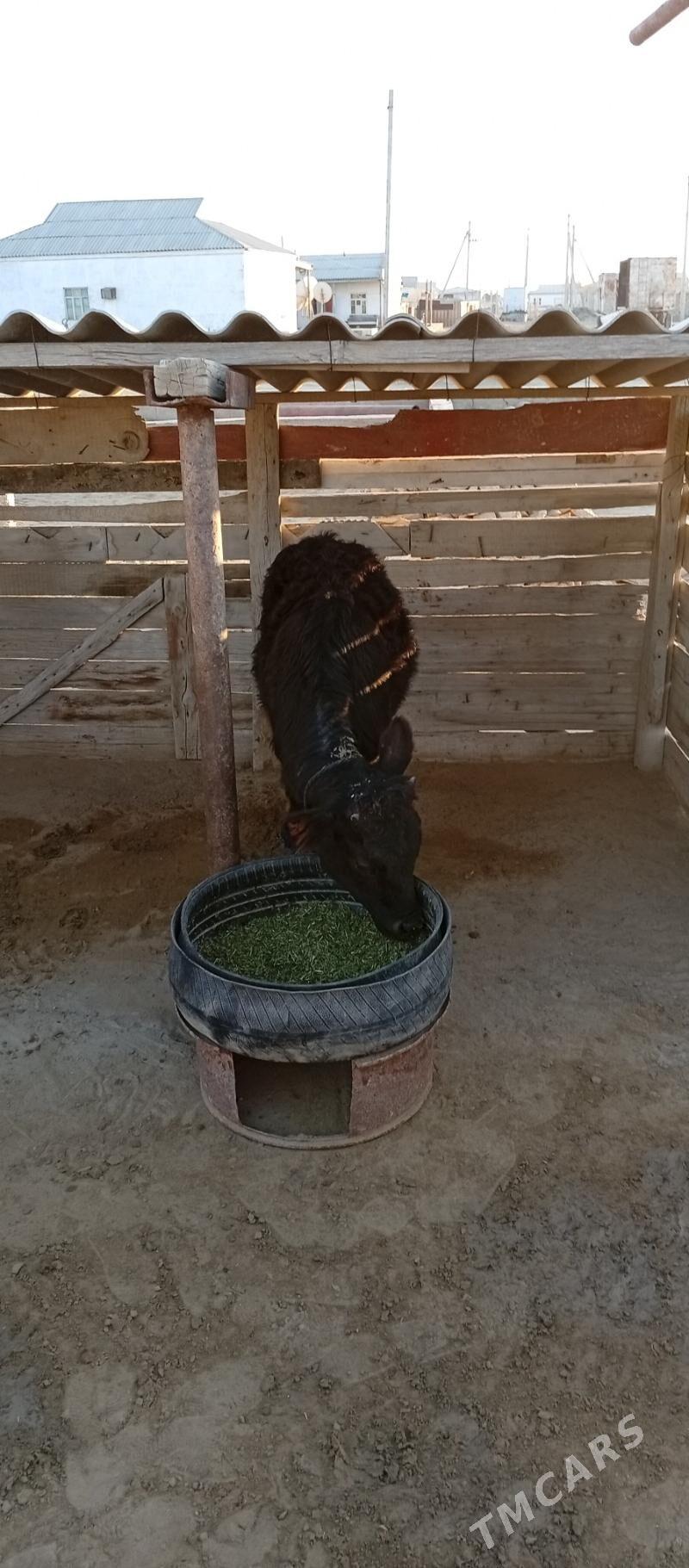 öküzçe - Эсенгулы - img 4