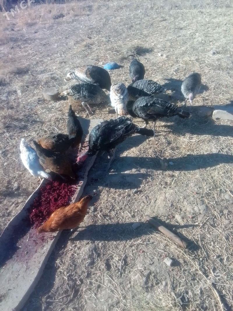 Induk - Акдепе - img 4