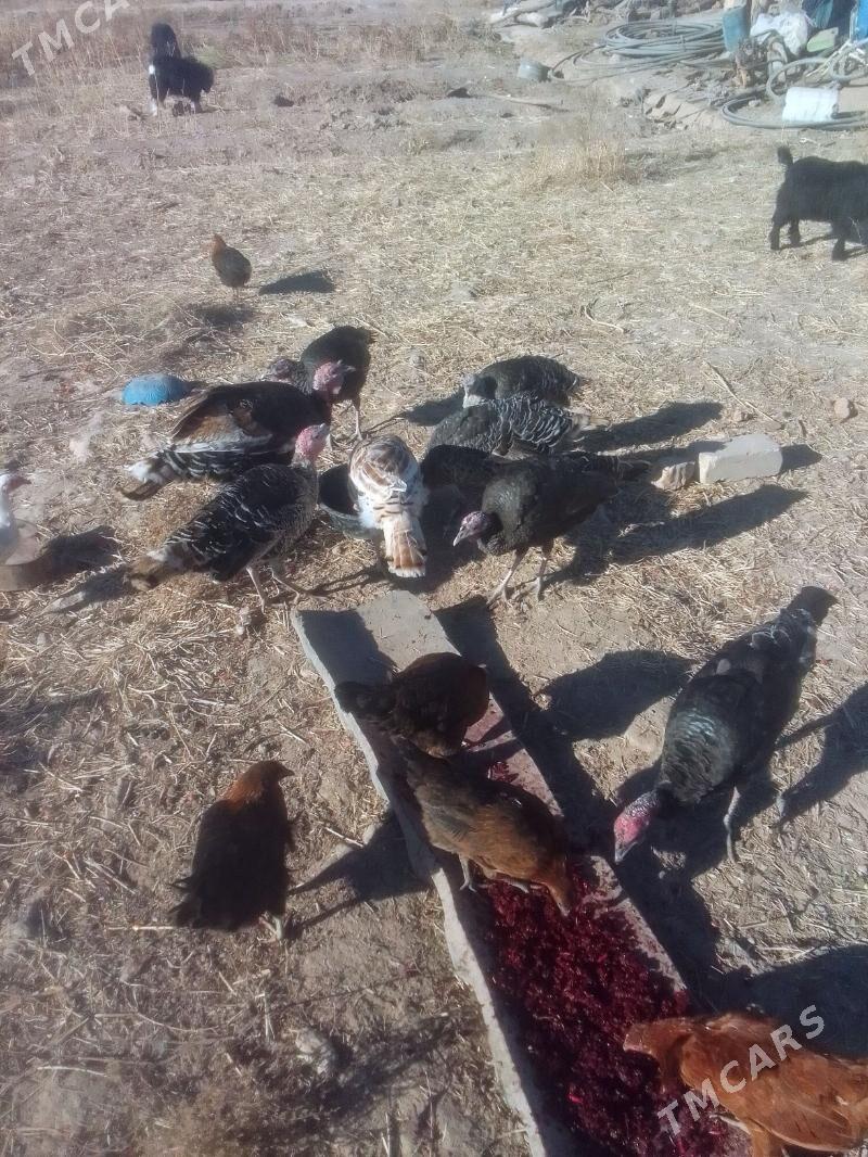 Induk - Акдепе - img 6