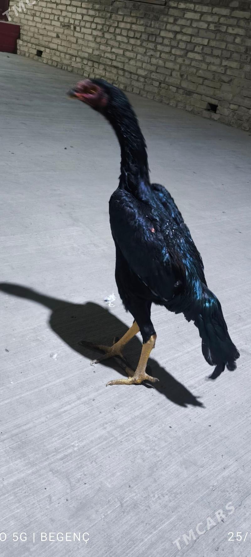 horaz - Çärjew - img 1