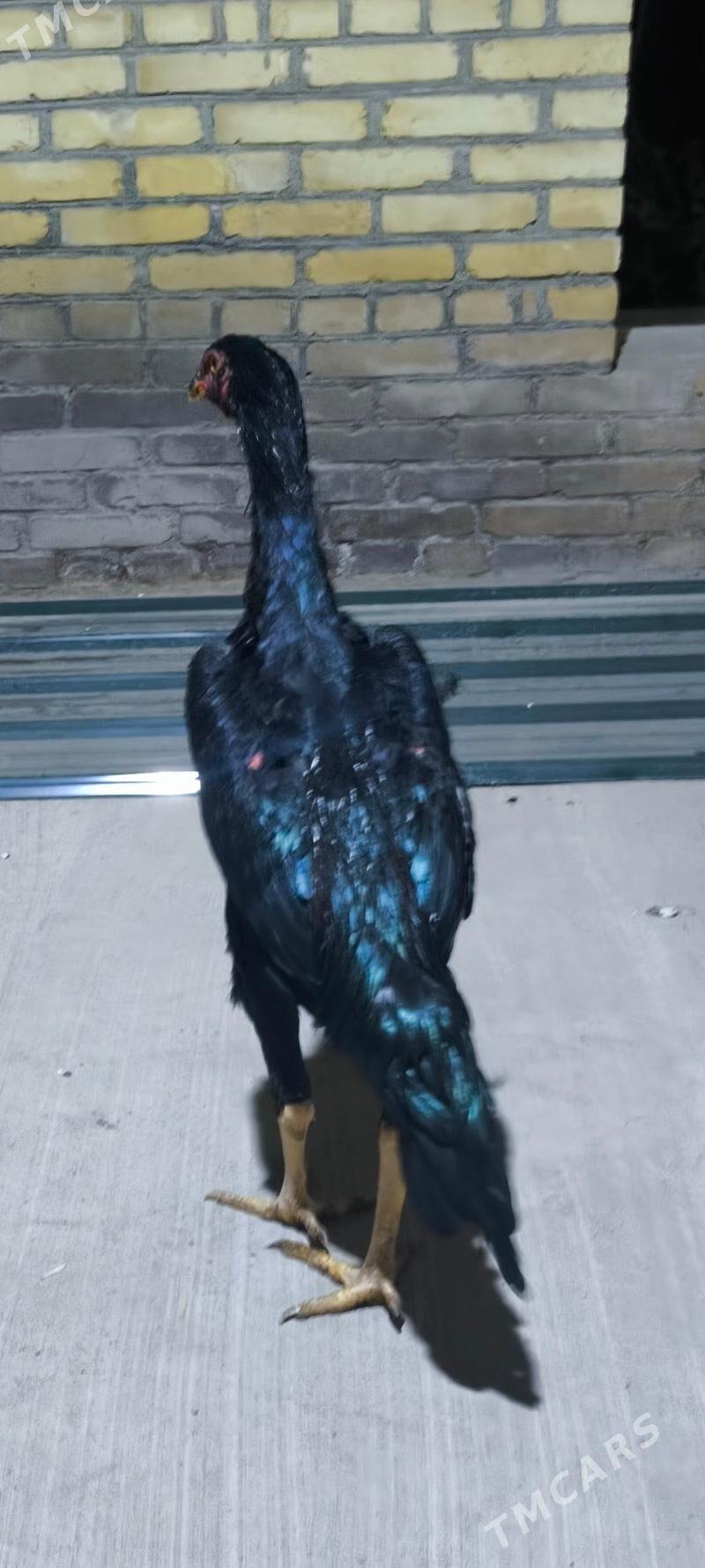 horaz - Çärjew - img 6