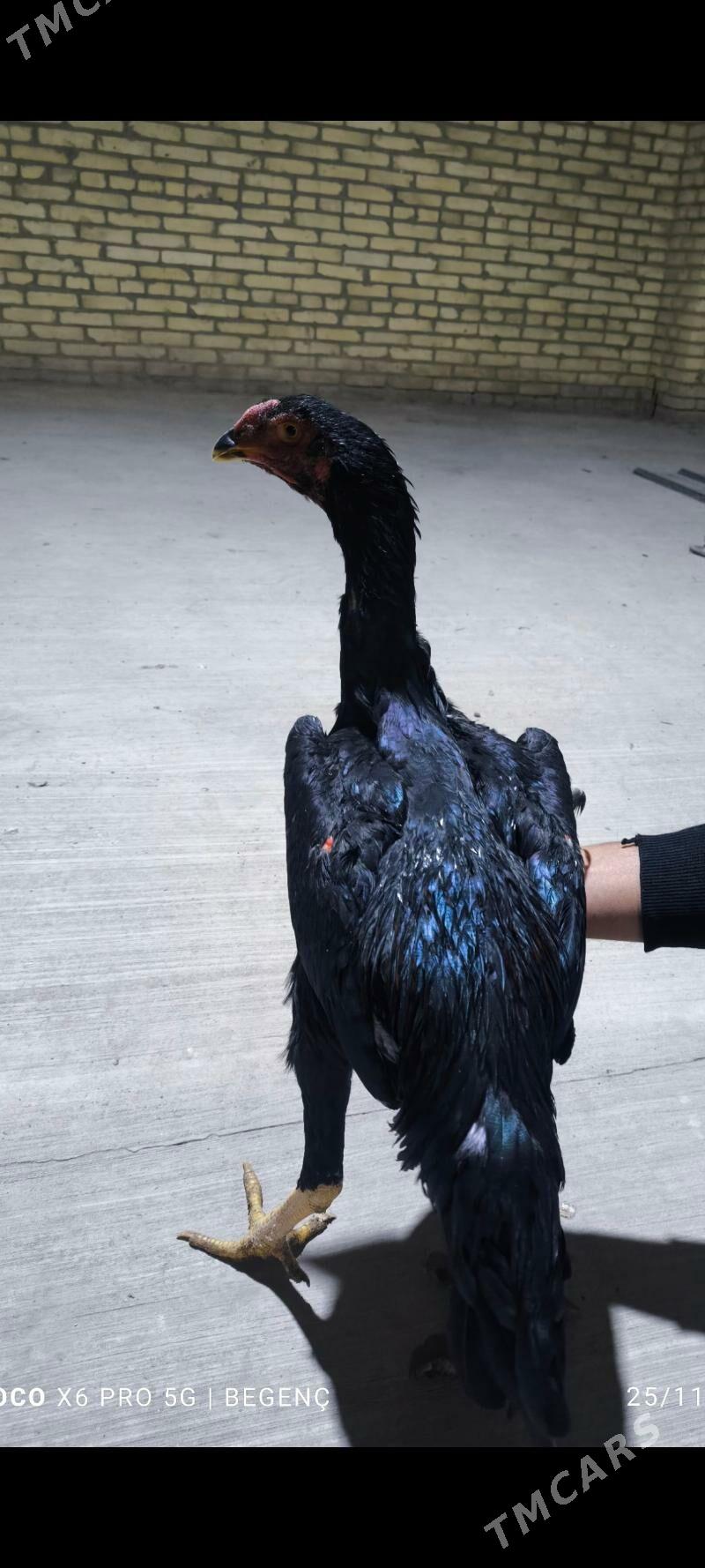 horaz - Çärjew - img 4