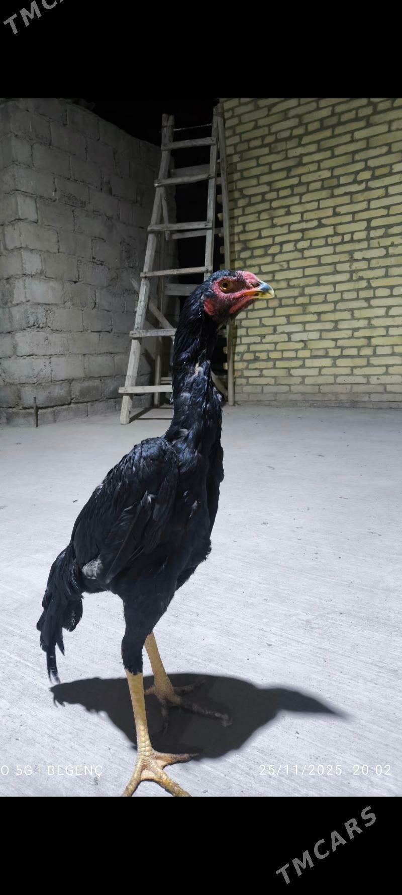 horaz - Çärjew - img 5