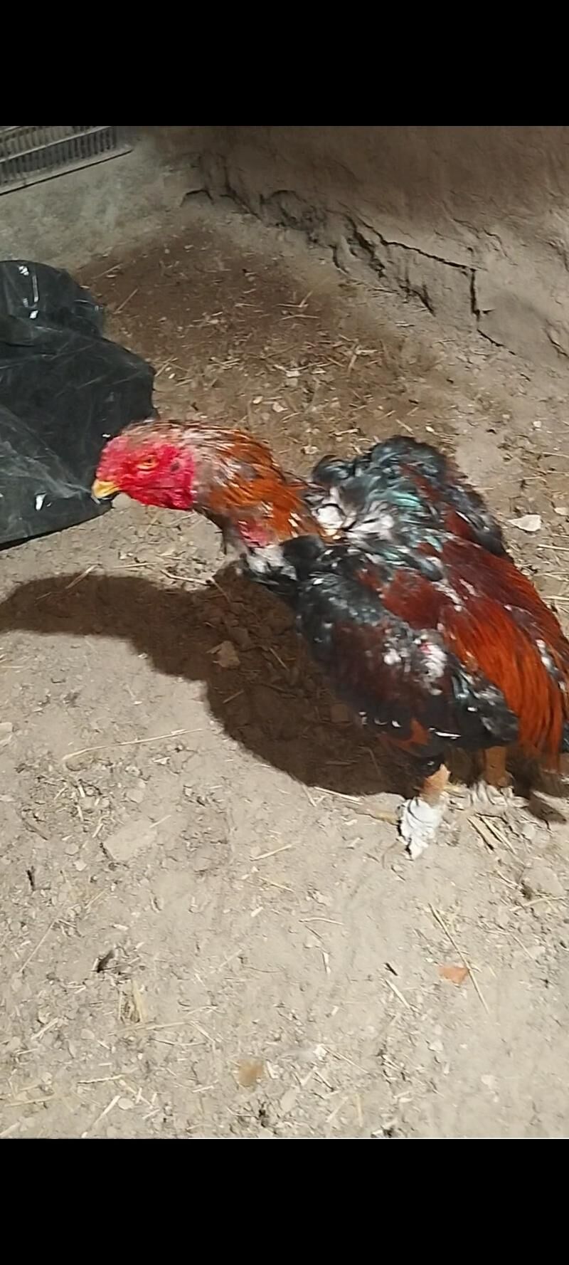 horaz - Дарганата - img 6