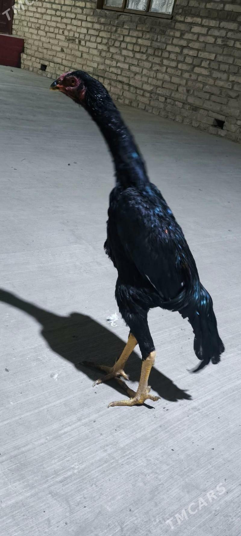 horaz - Çärjew - img 2