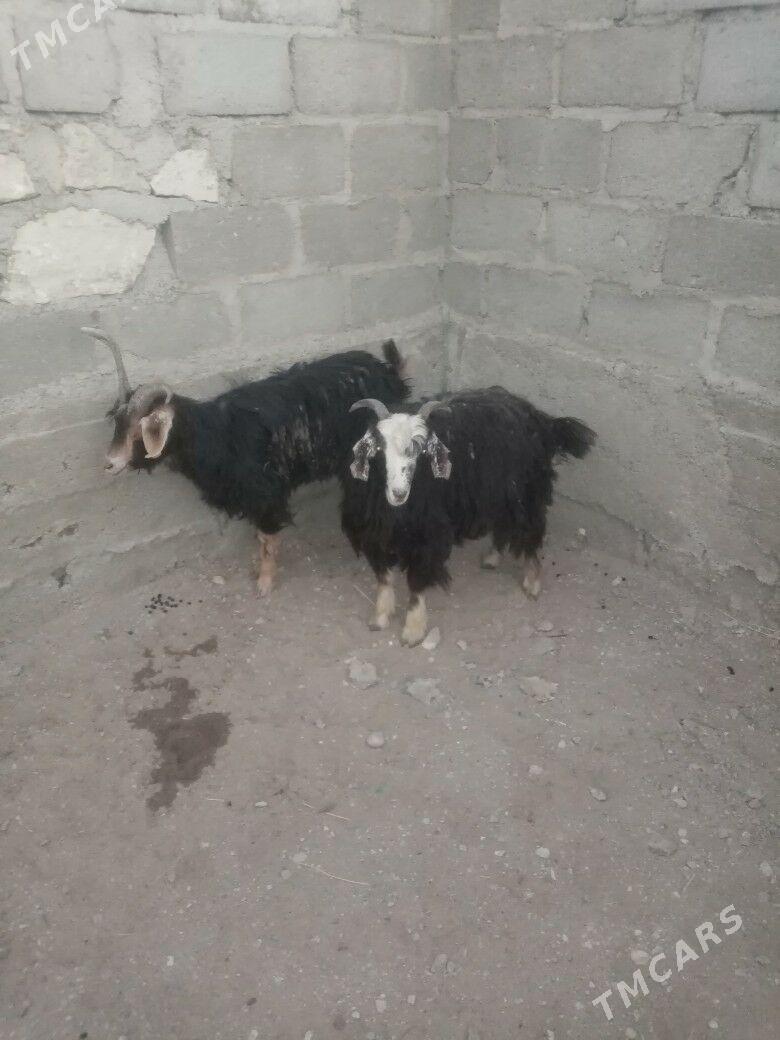 geçi we.erkeç - Gumdag - img 2