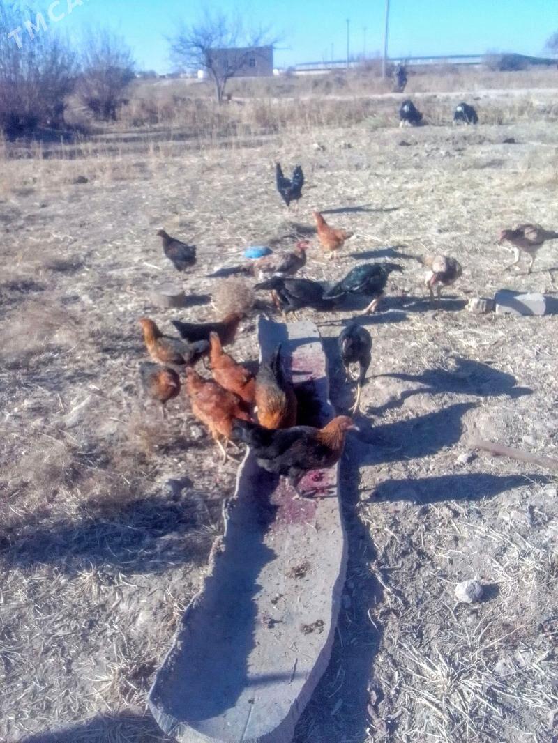 Towuk - Акдепе - img 1