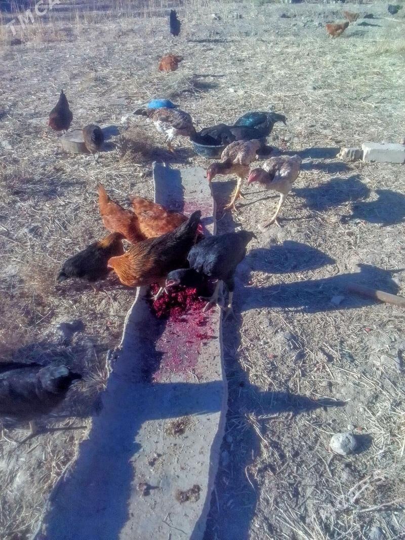 Towuk - Акдепе - img 2