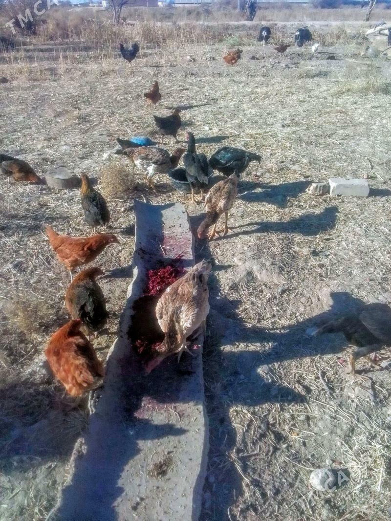 Towuk - Акдепе - img 3