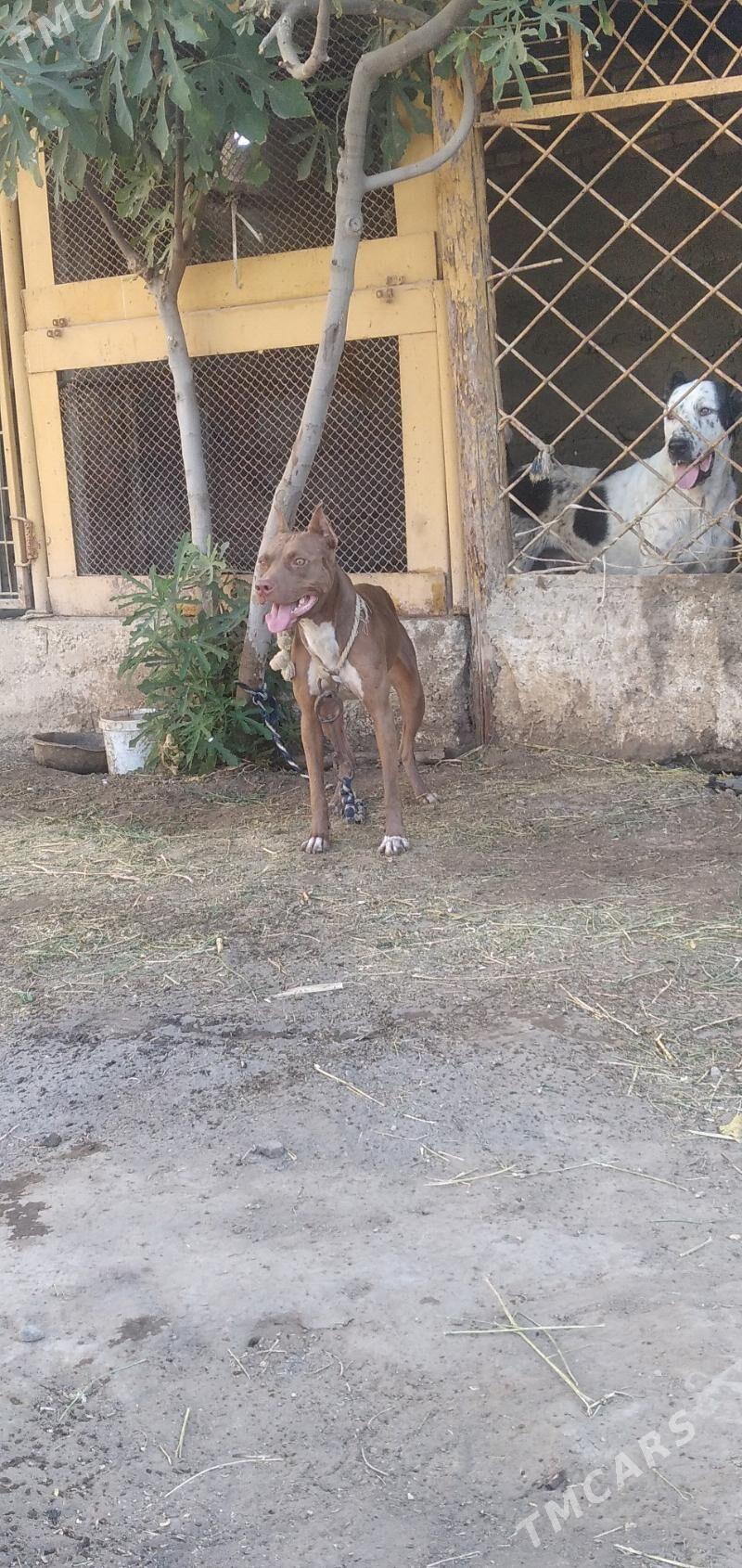 pitbul it - Aşgabat - img 8