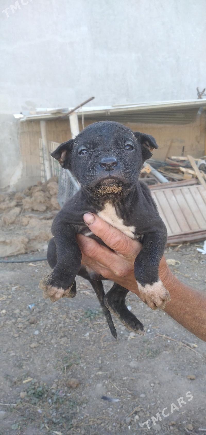 pitbul it - Aşgabat - img 3